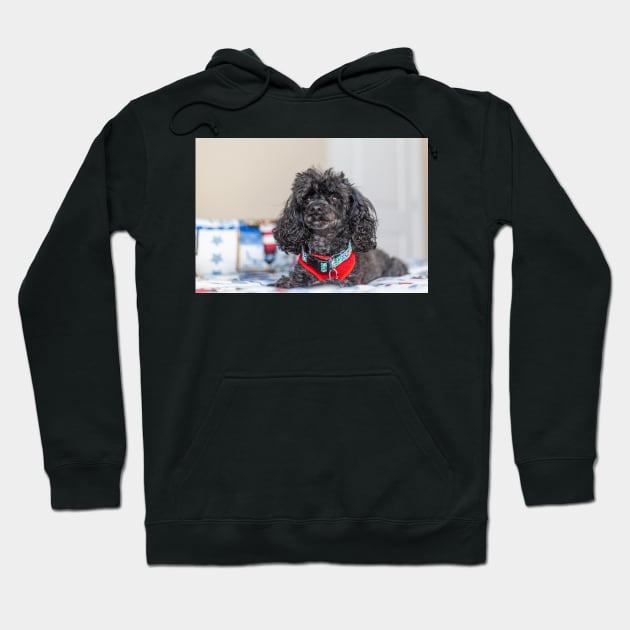 Lap Dog Hoodie by KensLensDesigns